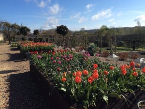 Houghton Lodge Mini Tulip Festival 2018
