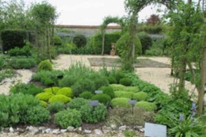 How to look after your herbs