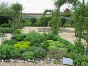 How to look after your herbs