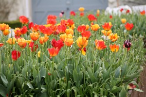 A tulip frenzy this spring