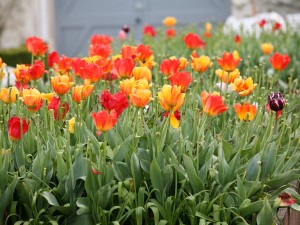 A tulip frenzy this spring