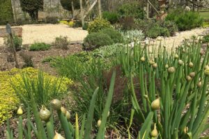 Gardeners’ Blog – Tales from the Walled Garden