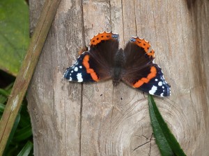 National Insect Week