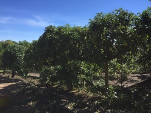 Tales from the Walled Garden