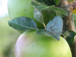 Apple Day at Houghton Lodge Gardens 25th September