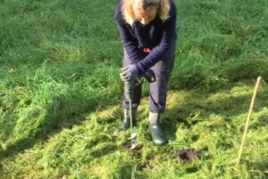 Autumn bulb planting