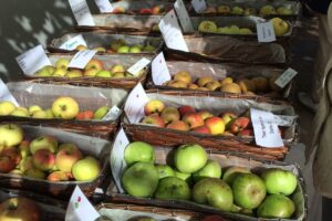 Houghton Lodge Gardens Apple Day
