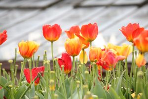 Houghton Lodge Gardens springs into colour for 2018 season