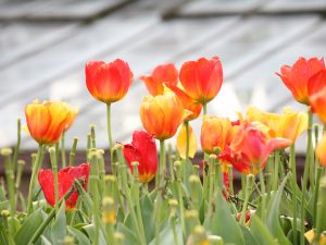 Houghton Lodge Gardens springs into colour for 2018 season