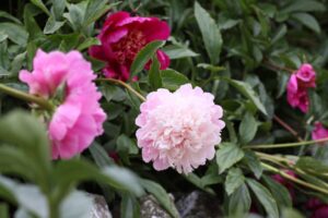 Tales from The Walled Garden: Peonies – June 2018