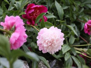 Tales from The Walled Garden: Peonies – June 2018