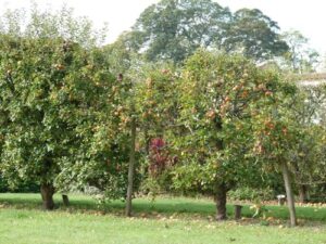 Apple Day at Houghton Lodge Gardens
