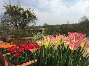 Houghton Lodge Gardens opens for 2019 season