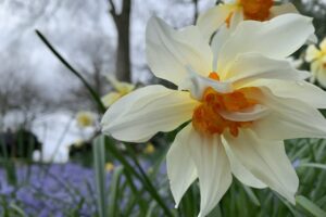 Tales from the walled garden: March at Houghton is simply magical