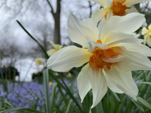 Tales from the walled garden: March at Houghton is simply magical