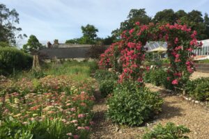 Tales from the Walled Garden: Summer delight – July 2019