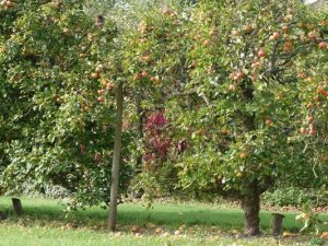 Houghton Lodge Gardens, Test Valley, Hampshire, ends season of events with an Apple Day celebration!