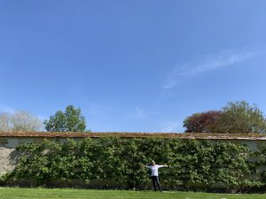 Houghton Lodge Gardens Celebrates Champion Tree