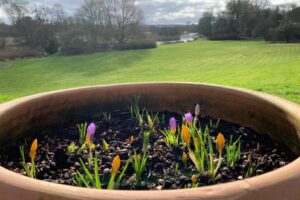 Tales from the Walled Garden: February 2021