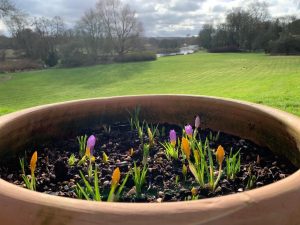 Tales from the Walled Garden: February 2021