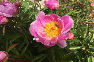 Tales from the Walled Garden: May 2021