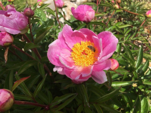 Tales from the Walled Garden: May 2021