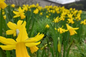 Tales from the Walled garden: March 2022