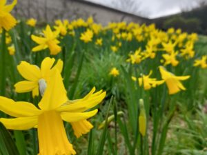 Tales from the Walled garden: March 2022