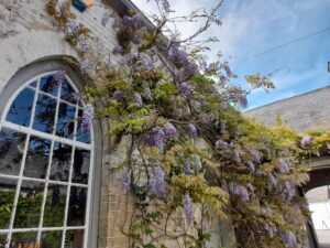 Tales from the Walled garden: May 2022 – Gardening tips for May