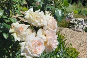 Tales from the Walled garden: June 2022 – A Hampshire Rose Garden