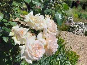 Tales from the Walled garden: June 2022 – A Hampshire Rose Garden