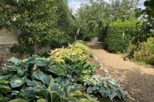 Tales from the Walled garden: July 2022 – How to Care for Hostas