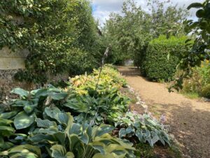 Tales from the Walled garden: July 2022 – How to Care for Hostas