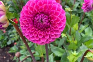 Tales from the Walled garden: August 2022 – Tips for growing dahlias
