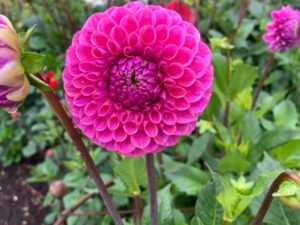 Tales from the Walled garden: August 2022 – Tips for growing dahlias