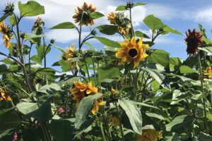 Tales from the Walled Garden: June 2023 – How to plant sunflower seeds and create your own rose garden