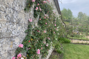 Tales from the Walled Garden: May 2023 – Top plants for beginners