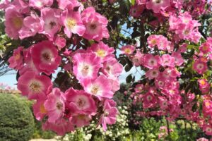 Tales from the Walled Garden: July 2023 – The Art of Pruning Rambling Roses