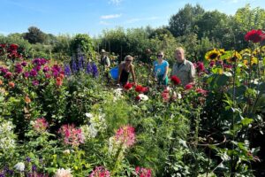 Tales from the Walled Garden: August 2023 – How to Deadhead Perennials: A Gardener’s Guide for Hampshire Blooms