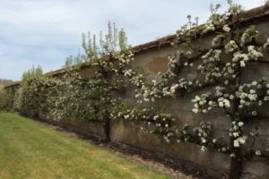 Tales from the Walled Garden: The Living Heritage of Houghton Lodge’s Walled Garden