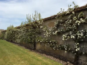 Tales from the Walled Garden: The Living Heritage of Houghton Lodge’s Walled Garden