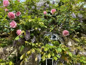 Tales from the Walled Garden: Preparing for Summer’s Bloom, May Gardening Jobs