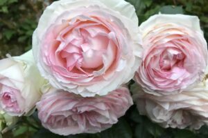 Tales from the Walled Garden: Roses in Bloom at Houghton Lodge. A Guide to Planting, Growing, and Enjoying a Rose Garden in Hampshire.