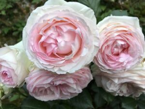 Tales from the Walled Garden: Roses in Bloom at Houghton Lodge. A Guide to Planting, Growing, and Enjoying a Rose Garden in Hampshire.