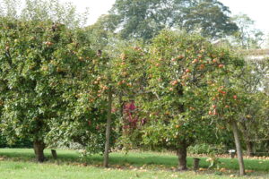 Apple Day at Houghton Lodge Gardens