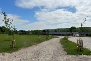 Tales from the Walled Garden: Elm Trees Return