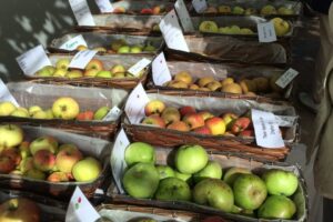 Folktales, Morris Dancers, and a Golden Apple Hunt at Houghton Lodge Gardens Apple Day