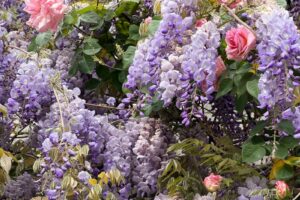 Tales from the Walled Garden: A Guide to Wisteria Pruning in Summer