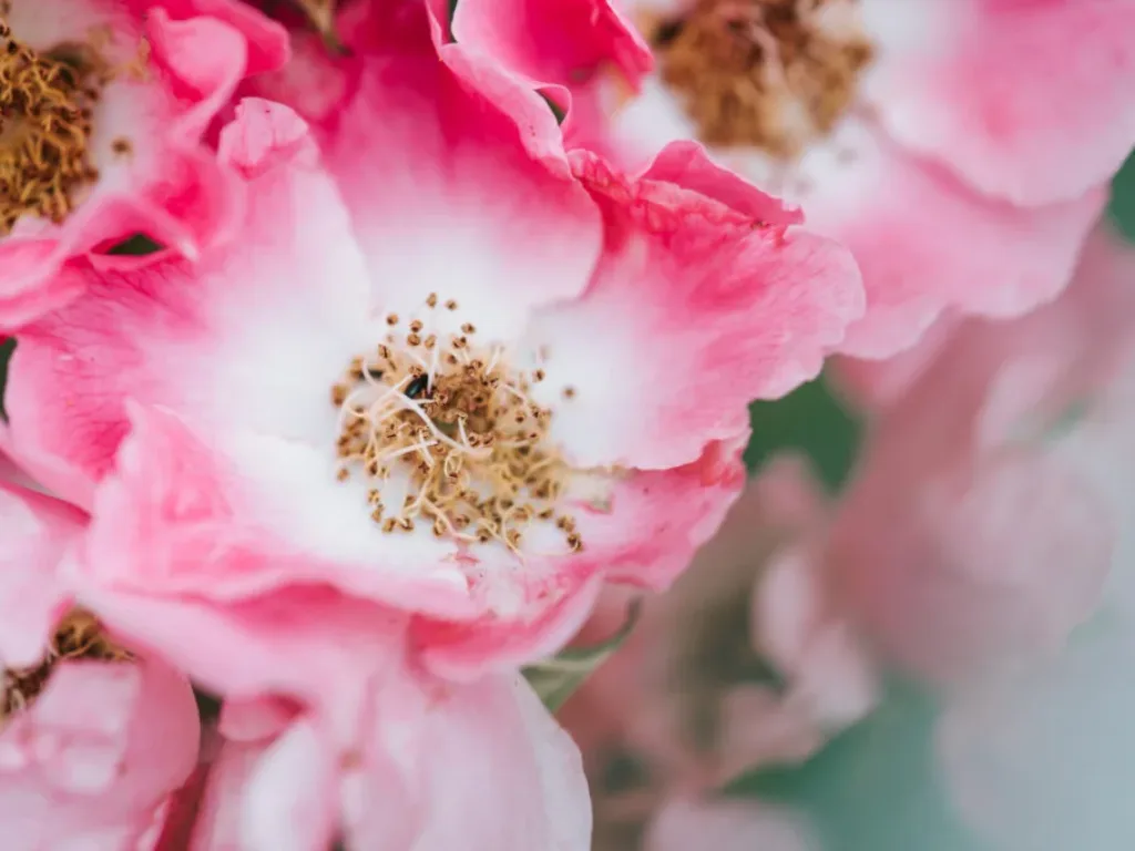 rose-1-1024x684